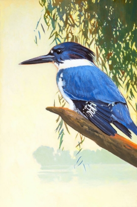 Picture of BELTED KINGFISHER
