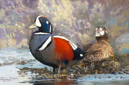 Picture of HARLEQUIN DUCKS