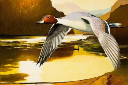 Picture of NORTHERN PINTAIL DUCK