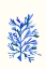 Picture of ULTRAMARINE GROWING 1