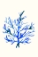 Picture of ULTRAMARINE GROWING 2