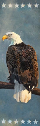 Picture of BALD EAGLE