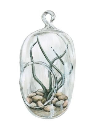 Picture of AIR PLANT 1