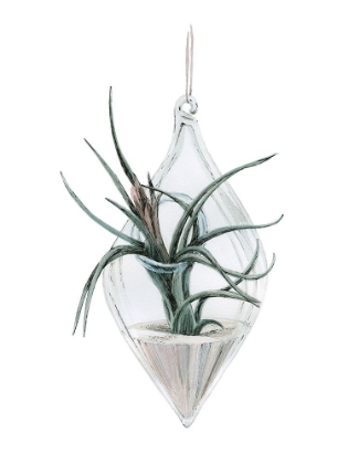 Picture of AIR PLANT 2
