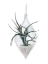 Picture of AIR PLANT 2