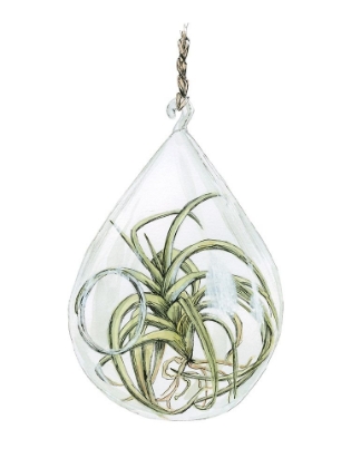 Picture of AIR PLANT 3