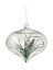 Picture of AIR PLANT 4
