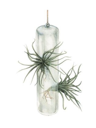 Picture of AIR PLANT 5