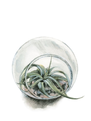 Picture of AIR PLANT 6