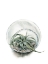 Picture of AIR PLANT 6