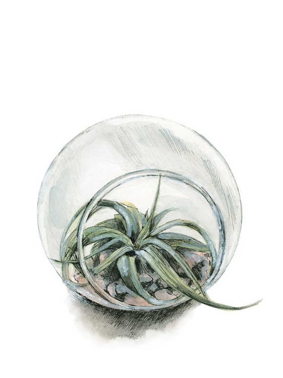 Picture of AIR PLANT 6