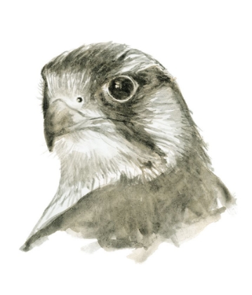 Picture of FALCON BUST