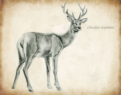 Picture of SCIENTIFIC DEER SKETCH 1