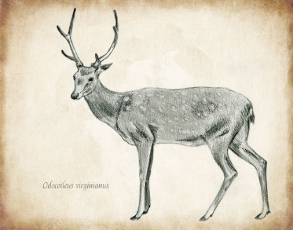 Picture of SCIENTIFIC DEER SKETCH 2