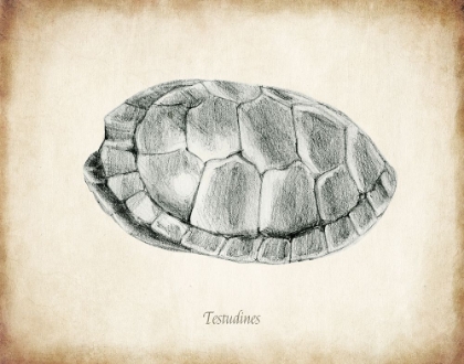 Picture of TESTUDINES SHELL A