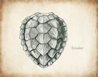 Picture of TESTUDINES SHELL B