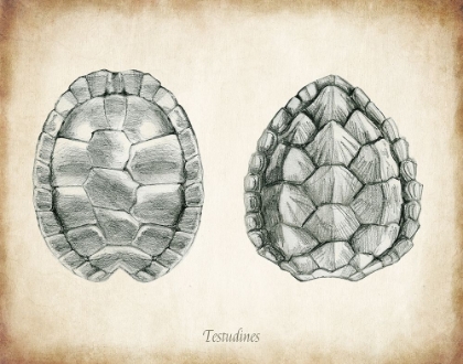 Picture of TESTUDINES SHELLS
