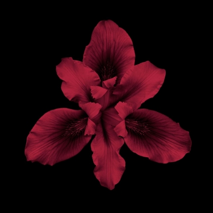 Picture of BEARDED IRIS - RED
