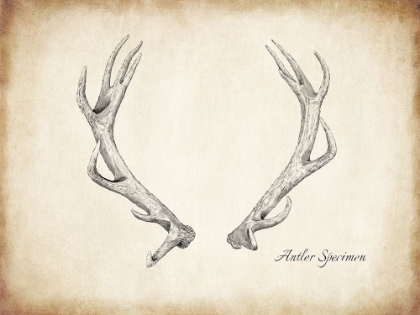 Picture of ANTLER SPECIMEN A