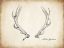 Picture of ANTLER SPECIMEN A