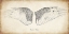 Picture of RAVEN WINGS