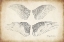 Picture of WING SPECIMENS