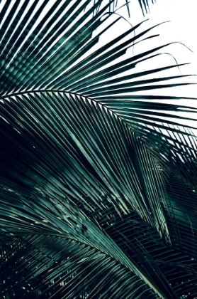 Picture of CONTEMPORARY PALM LEAVES 2
