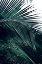 Picture of CONTEMPORARY PALM LEAVES 2