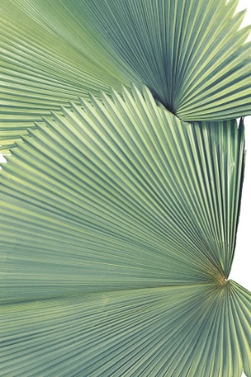 Picture of CONTEMPORARY PALM LEAVES 3