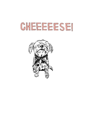 Picture of YORKIE