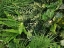 Picture of GREENERY