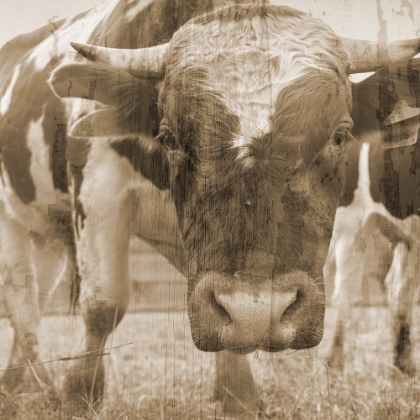 Picture of SEPIA BULL