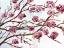 Picture of PINK SPRING BLOSSOM