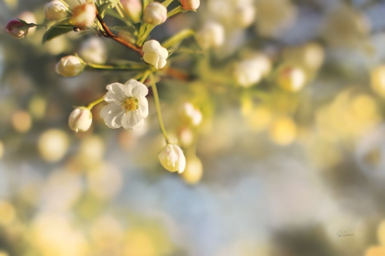 Picture of BLUSH BLOSSOMS II