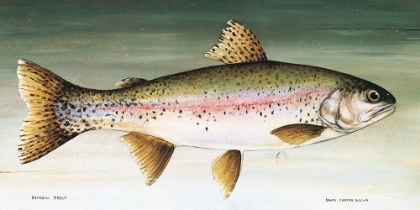 Picture of RAINBOW TROUT NO BORDER