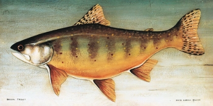 Picture of BROOK TROUT NO BORDER