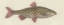 Picture of FISH ETCHING I