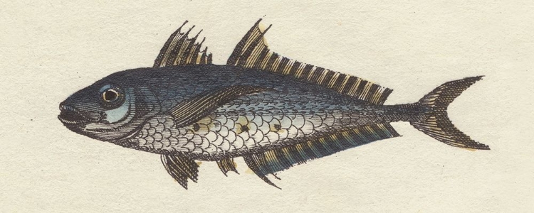 Picture of FISH ETCHING II