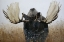 Picture of MOOSE