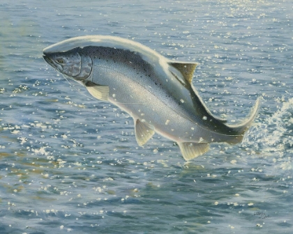 Picture of SALMON