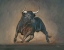 Picture of BULL