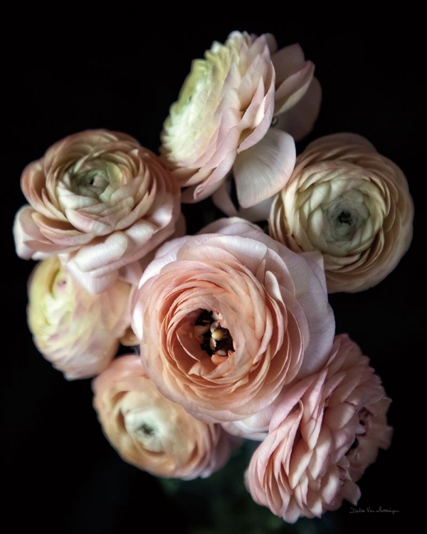 Picture of RANUNCULUS GROUP II