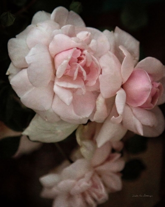 Picture of SOFT PINK ROSES I