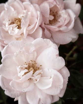 Picture of SOFT PINK ROSES II