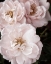 Picture of SOFT PINK ROSES II