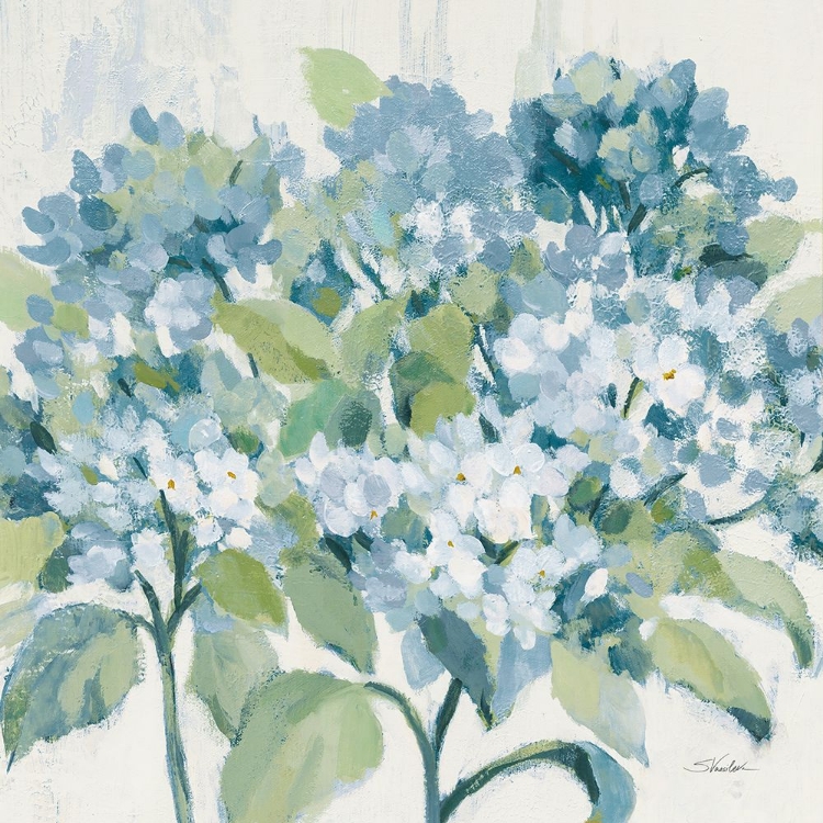 Picture of ROMANTIC HYDRANGEAS BLUE