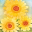 Picture of DAISY DAY II