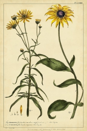 Picture of RUDBECKIA AND COREOPSIS  PL. CCXXIV