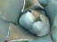 Picture of AGAVE DETAIL III