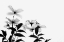 Picture of CLEMATIS BLOOMS - HIGH KEY IN BLACK AND WHITE